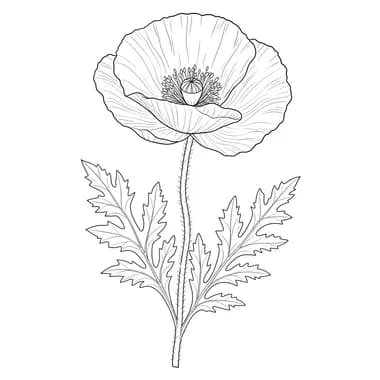 Poppy Flower Specimen