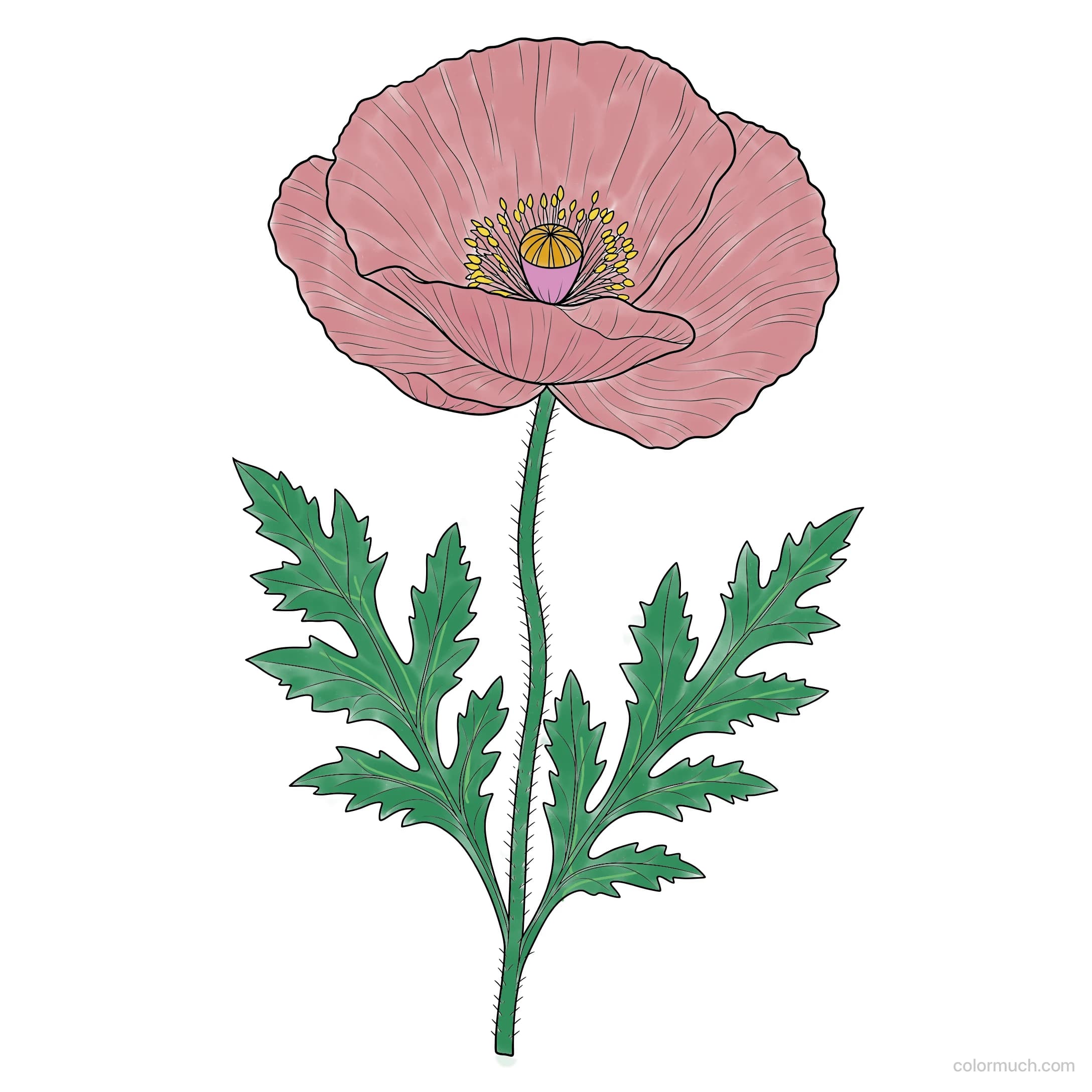 Poppy Flower Specimen, colored by @vercelmike