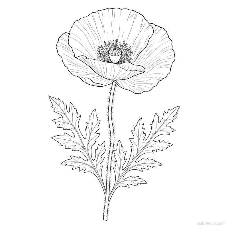 Poppy Flower Specimen