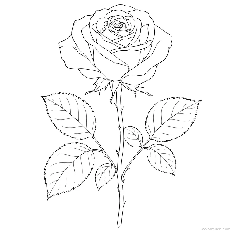 Single Rose in Bloom